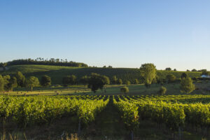 La crisi del vino in Francia: misure, risorse, promesse e appelli all’unità della filiera