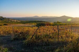 Le Tenute del Leone Alato continuano ad espandersi con l’acquisto di Vigneti Fassone