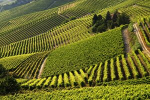 Rete Europea Città del Vino (Recevin): Alto Piemonte e Gran Monferrato “Città Europea del Vino” 2024