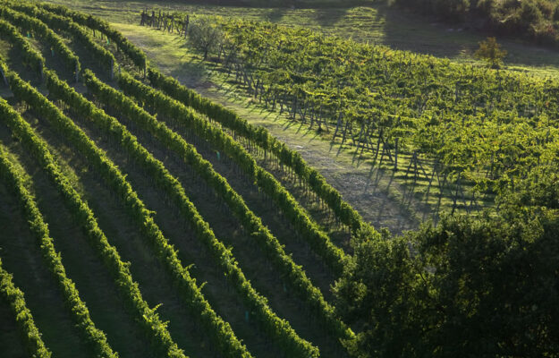 AUTORIZZAZIONI DI IMPIANTO, REGIONE TOSCANA, SUPERFICIE VITATA, TOSCANA, VIGNETI, Italia