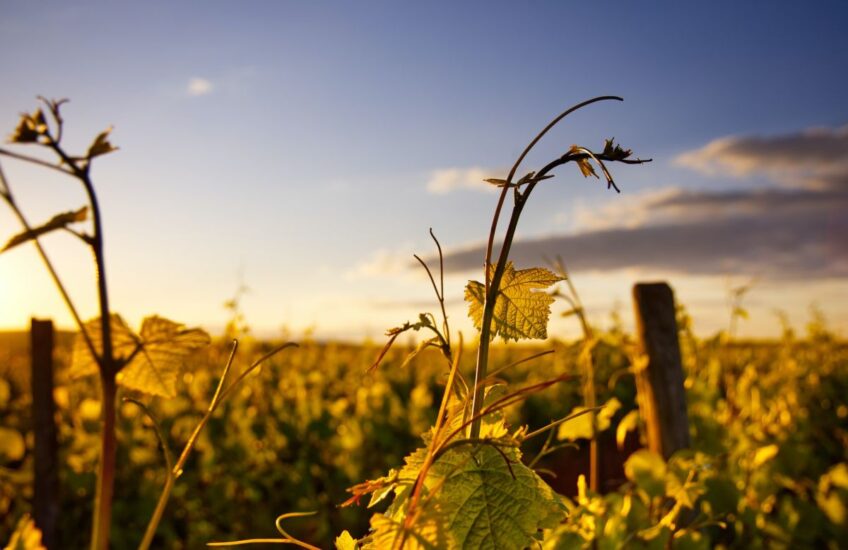 La fertilità del suolo tema “Slow Wine Fair” 2024 (ph: Moritz Knöringer/Unsplash)