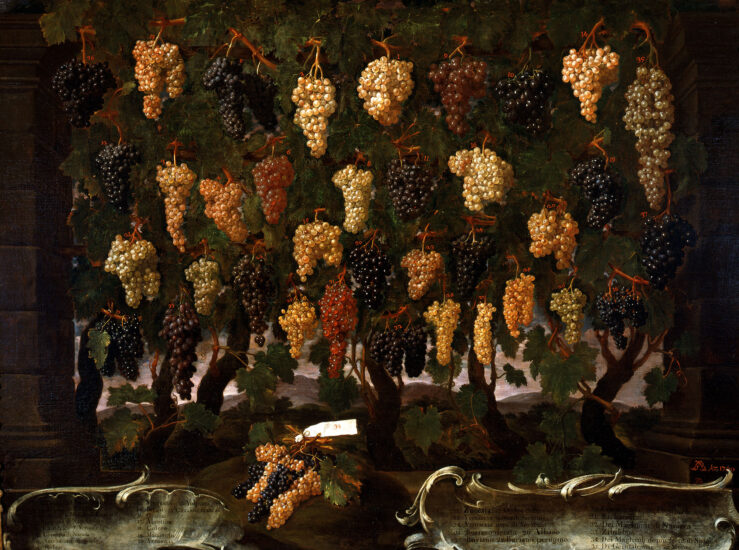 Un dipinto che raffigura i vitigni della Toscana