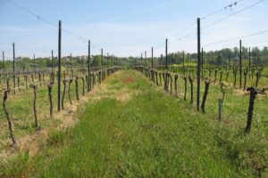 Da una parte i vini Aop e dall’altra gli Igp: il futuro del vino per il “think tank” di Bordeaux