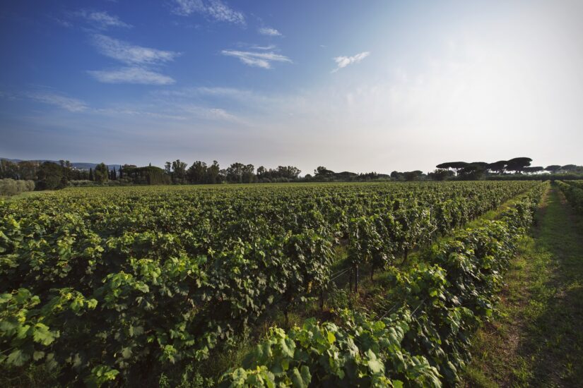I vigneti, a Bolgheri, delle Tenute Folonari 