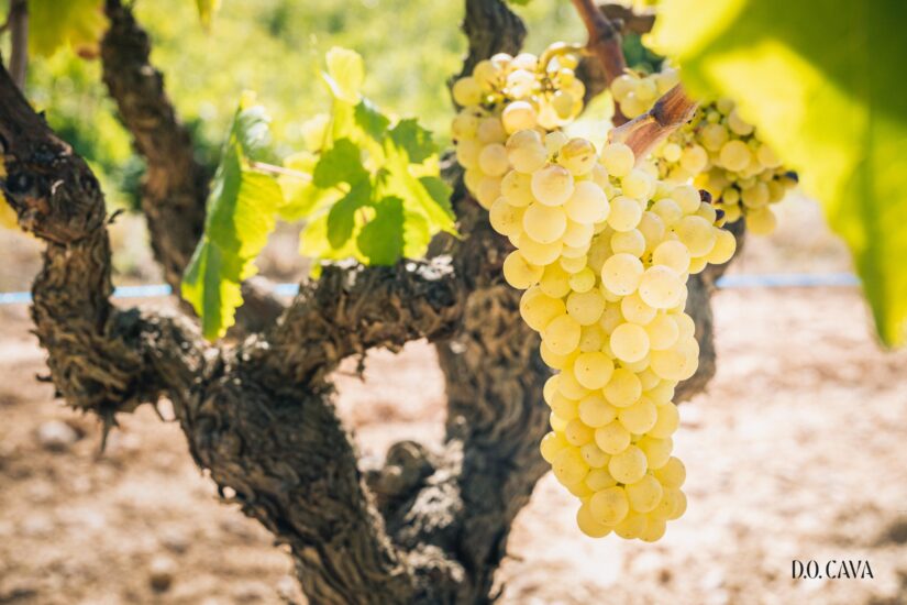 Le vigne del Cava