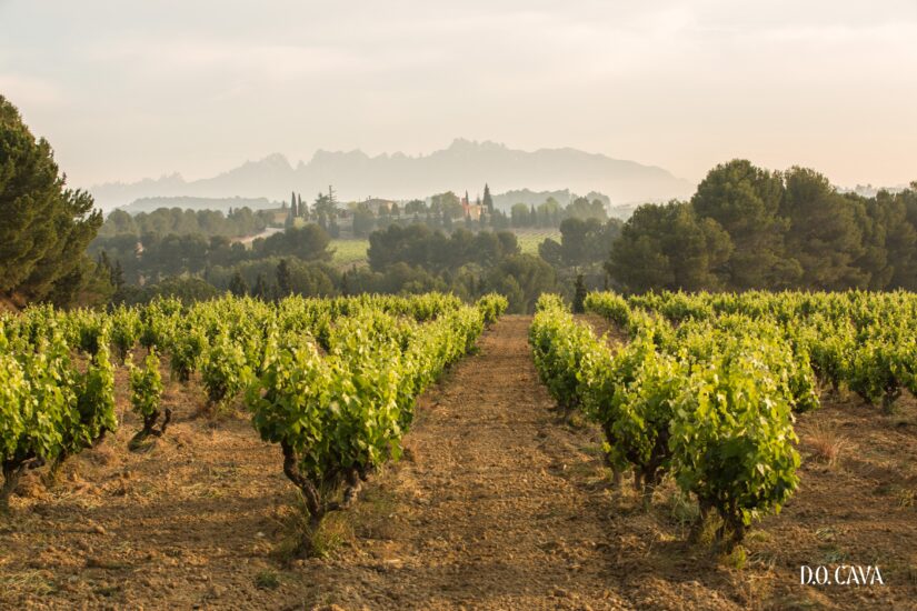 Il territorio del Cava (ph: DO Cava)