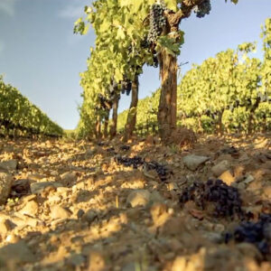 Cambiamento climatico: a fine secolo a rischio oltre il 70% delle zone di produzione del vino