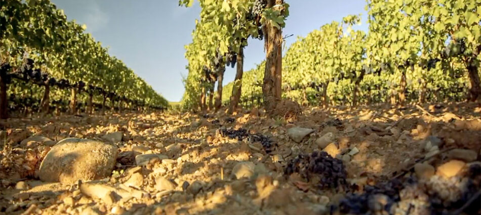 Climate change: more than 70% of wine-producing areas at risk by the end of the century