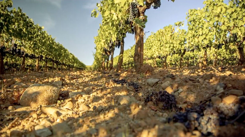 Il climate change mette a rischio la produzione di vino