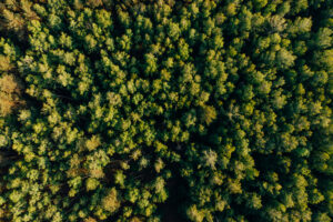 Foreste, un patrimonio in Italia da custodire e simbolo di una cultura da ritrovare