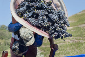 Dalla tutela per il “costo di produzione” al caporalato: cosa cambia con il “Dl Agricoltura”