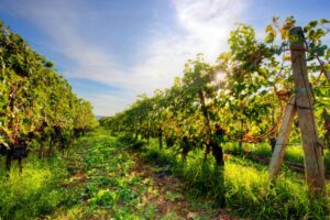 The organic vineyard in Italy exceeds 127,000 hectares, 18.1% of the total vineyard area