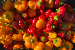 Duipuvrun, Peperone Quadrato di Costiglione d’Asti Presidio Slow Food