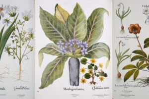 Dall&rsquo;agronomia alla botanica, dalle scienze al diritto: &egrave; online la &ldquo;biblioteca virtuale&rdquo; del Crea