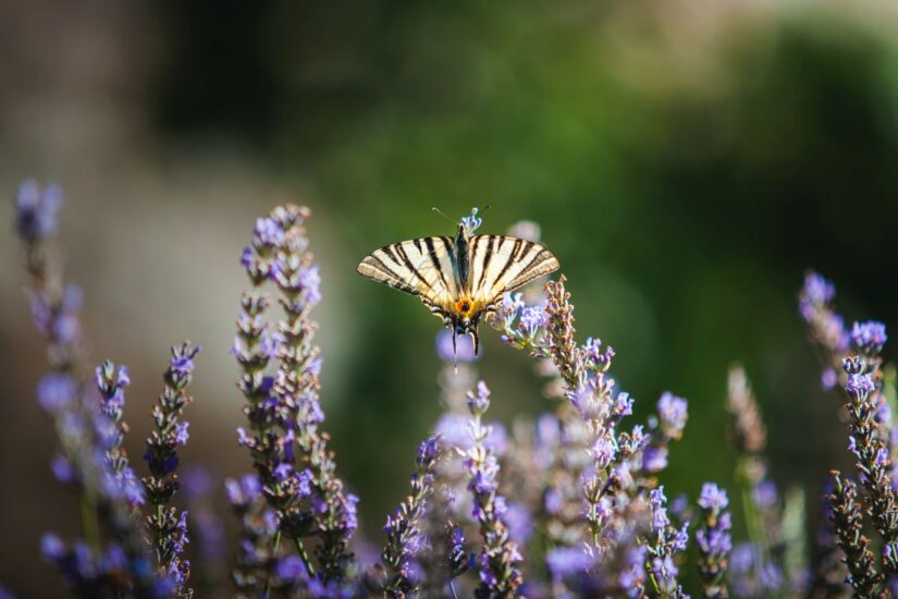 Credits: Alexander Pichler