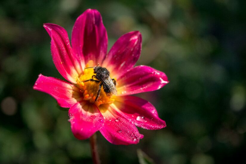 Credits: Alexander Pichler