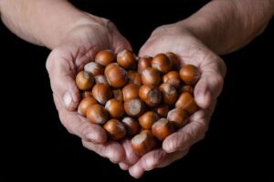 Nocciole italiane, produzione in calo anche nel 2025: crollo del 60% per il cambiamento climatico