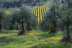 Addio olivete? In Italia è emergenza abbandono delle coltivazioni tradizionali