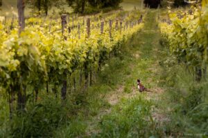 Storia di come l’Oltrepò ha domato il “ribelle” Pinot Nero, e ora punta sul suo appealing