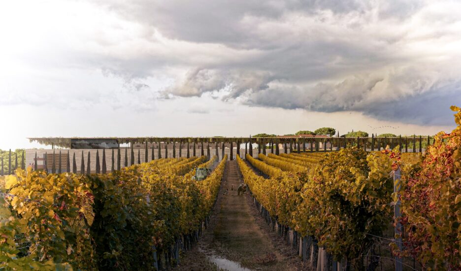 Rendering della nuova cantina di Poggio Anticoa cantina di Poggio Antico