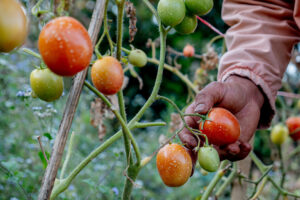 Agricoltura, al via la stagione dei raccolti. Ma in Italia mancano 100.000 lavoratori stagionali