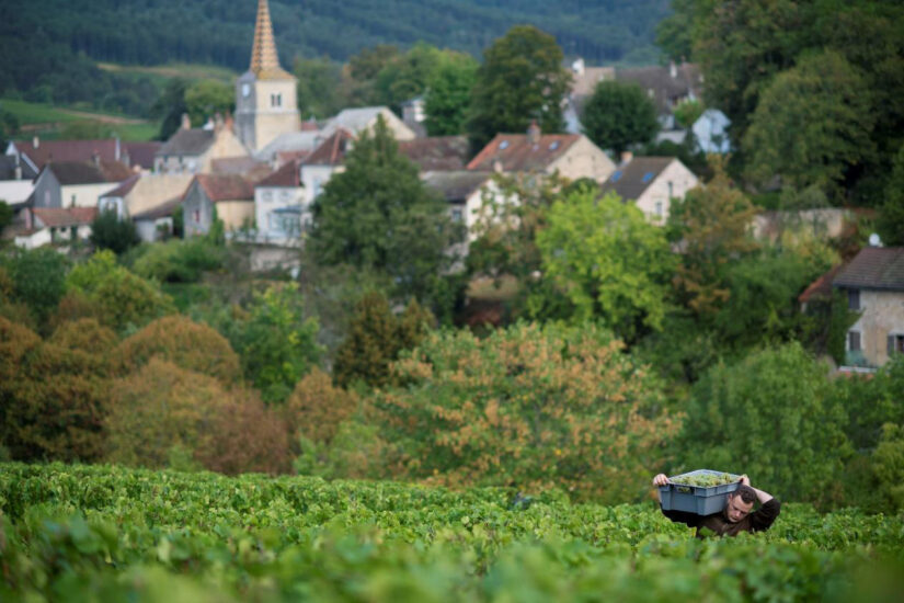 Vendemmia in Borgogna (Ph: Bivb/ Michel Joly)
