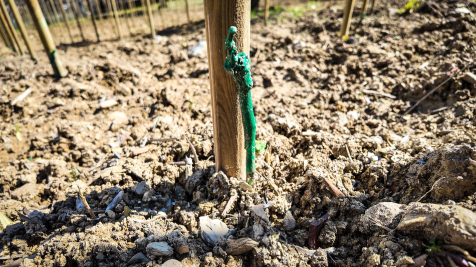 Nasce “Vigna Michelangelo” by Donne Fittipaldi, a Firenze