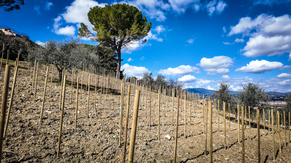 Nasce “Vigna Michelangelo” by Donne Fittipaldi, a Firenze