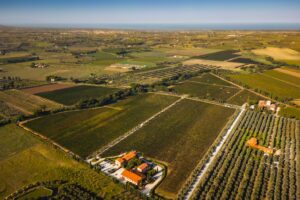 Campo alla Sughera (famiglia Knauf) continua a puntare su Bolgheri: acquistati altri 3 ettari 