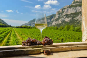 Distintività, territorialità e sostenibilità: il futuro della Doc delle Venezie e del Pinot Grigio