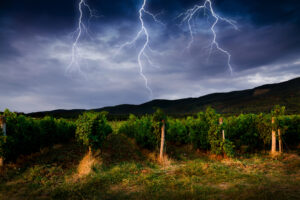 Insurance policies for vineyards are worth 2.3 billion euros. Active defense, however, is the future