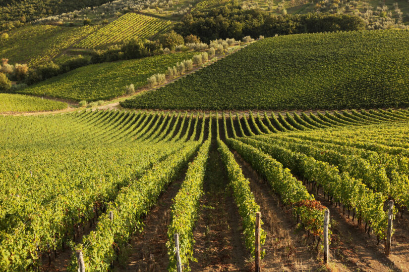 La “Giornata del Made in Italy”, il wine & food in primo piano 