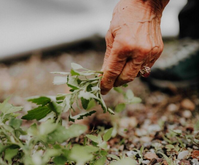 Dall’Alto Adige all’Emilia Romagna, è tempo di foraging (credit: Maike Wittreck)