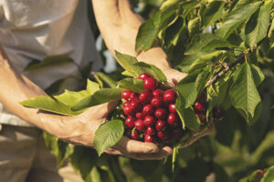 Fattoria Drnovŝĉek, Ciliegie del Collio