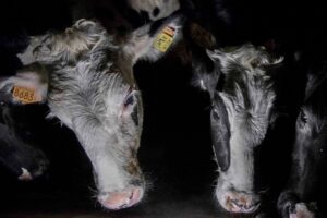 La tutela degli animali sta a cuore a 9 italiani su 10, senza distinzione di schieramento politico