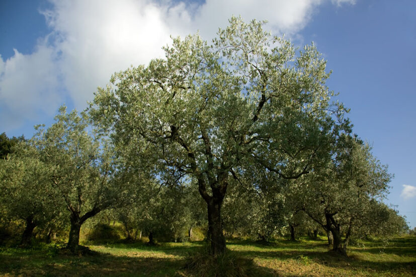 Un olivo toscano