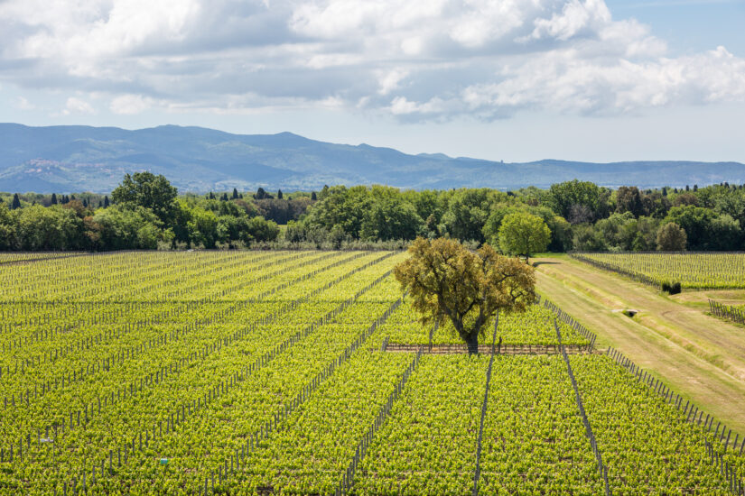 Poggio al Tesoro, a Bolgheri