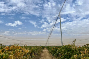 Contro grandine e siccità Treasury Wine Estates copre i vigneti con una “chioma” di nylon