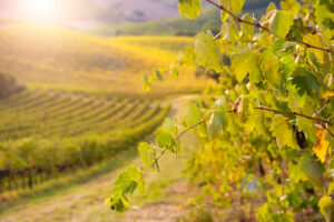 Uproot the vineyards? In Italy and Spain, for now, it’s out of question. While in the EU they are talking about it