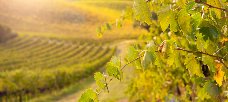 Uproot the vineyards? In Italy and Spain, for now, it’s out of question. While in the EU they are talking about it