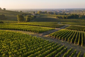 Bordeaux “En Primeur” 2023: primi rilasci nel segno del ribasso dei prezzi, come sperato dal mercato