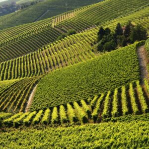 Vineyards, “no to the indiscriminate use of explants”. To reiterate it Unione Italiana Vini - Uiv