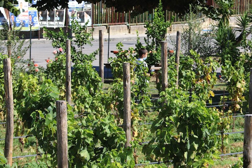 Comune di Napoli e RadiciVive creano una vigna didattica