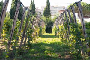 Naples, RadiciVive supports “Vigna Resilience”, the educational vineyard for suburban kids