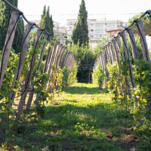 Naples, RadiciVive supports “Vigna Resilience”, the educational vineyard for suburban kids