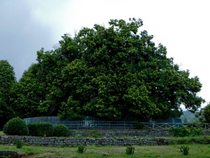 Il Castagno dei Cento Cavalli a Sant’Alfio, sull’Etna, in Sicilia 