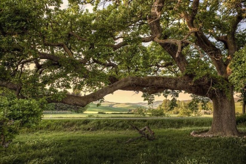 La Quercia delle Checche a Pienza, in Val d’Orcia, in Toscana 
