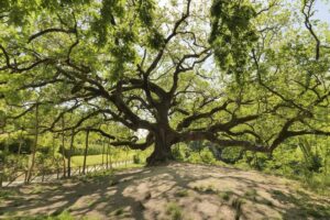 Dalla Quercia di Pinocchio al Castagno dei Cento Cavalli: gli alberi monumentali d&rsquo;Italia