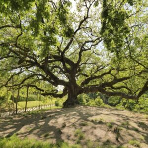 Dalla Quercia di Pinocchio al Castagno dei Cento Cavalli: gli alberi monumentali d&rsquo;Italia