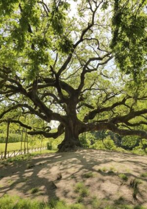 Dalla Quercia di Pinocchio al Castagno dei Cento Cavalli: gli alberi monumentali d&rsquo;Italia